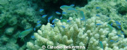 Taken in Eilat, Japanese gardens. Just touch a little lev... by Claudio Bekerman 